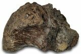 Fossil Dinosaur Vertebra Section - Judith River Formation #266020-1